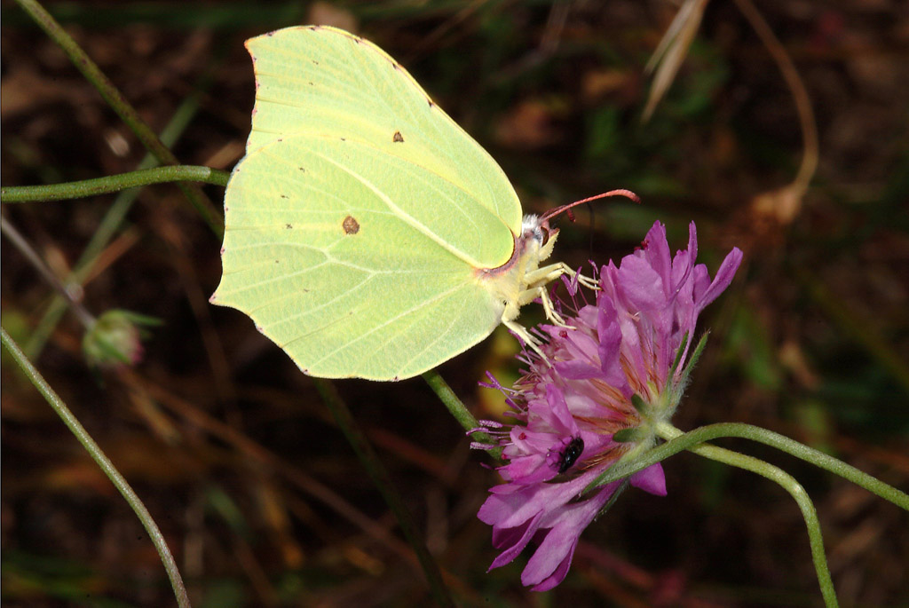 Farfalla da determinare 2 - Gonepteryx rhamni e cleopatra